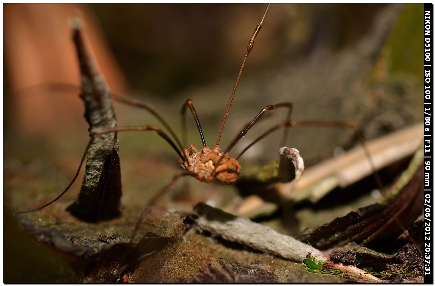 Dasylobus argentatus da Usini 137